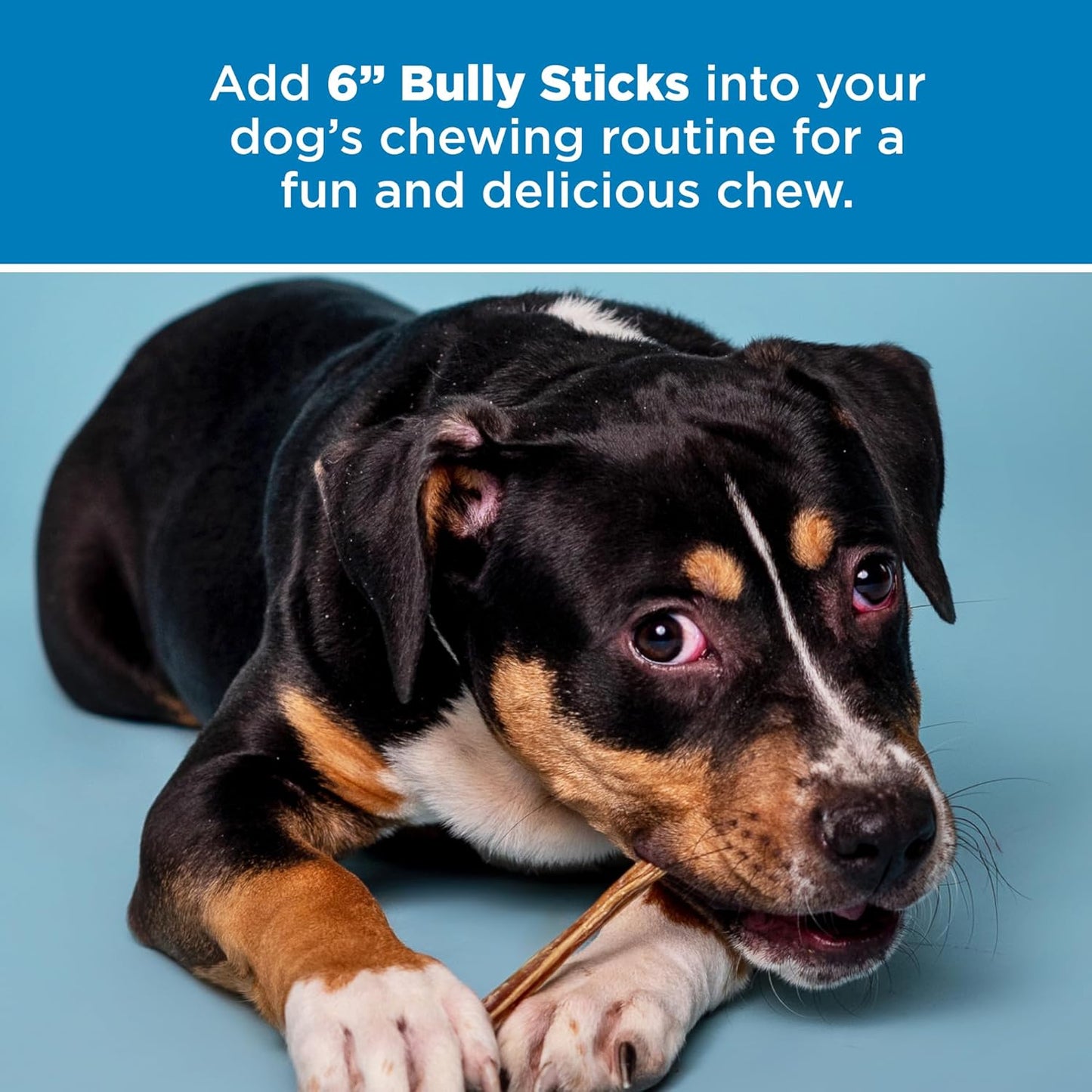Best Bully Sticks 6 Inch Bully Sticks - 25 Count (Pack of 1) - Natural, Easily Digestible, 100% Grass-Fed, Grain and Rawhide Free